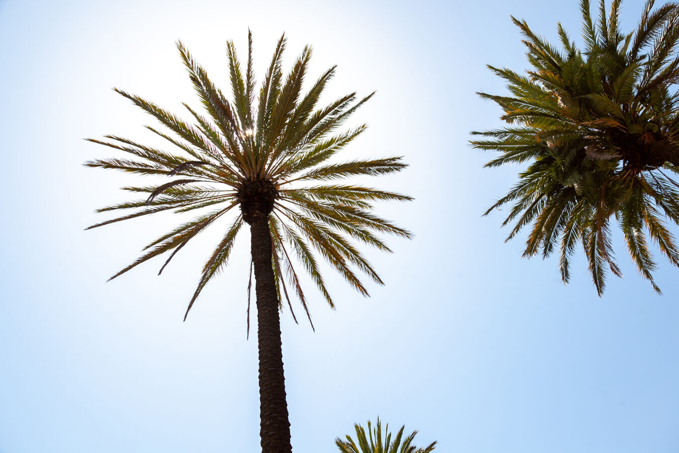 Two tall palm trees with long, slender fronds are seen from below against a clear blue sky, with sunlight shining brightly behind one of the trees.