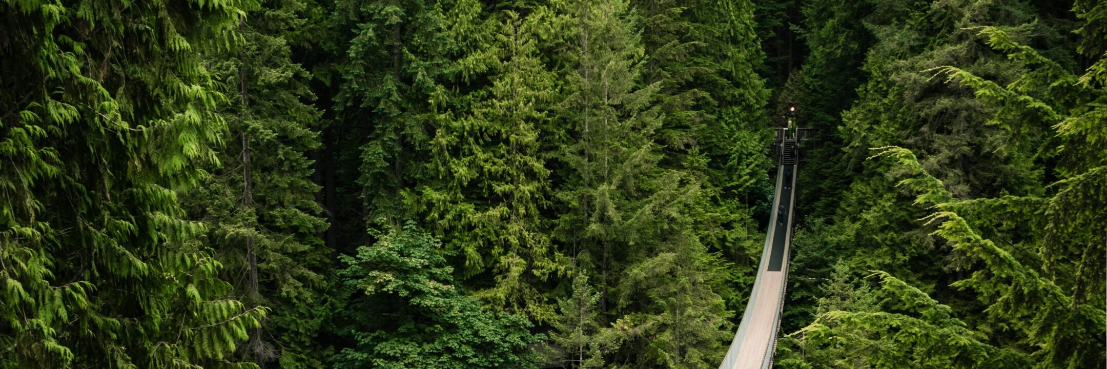 A long suspension bridge stretches through a dense, green forest of tall evergreen trees, with a person standing near the center of the bridge.